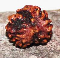 Two mukhi 35- 18x14.8x13
